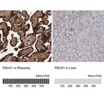 Merck Anti-FBLN1 antibody produced in rabbit