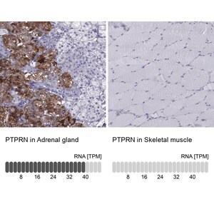 Merck Anti-PTPRN antibody produced in rabbit
