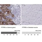 Merck Anti-PTPRN antibody produced in rabbit