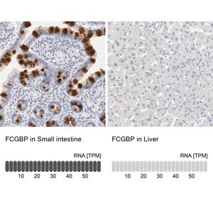 Merck Anti-FCGBP antibody produced in rabbit