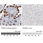 Merck Anti-FCGBP antibody produced in rabbit
