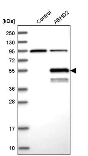 Merck Anti-ABHD2 antibody produced in rabbit