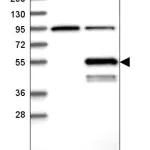 Merck Anti-ABHD2 antibody produced in rabbit