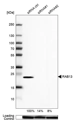 Merck Anti-RAB13 antibody produced in rabbit