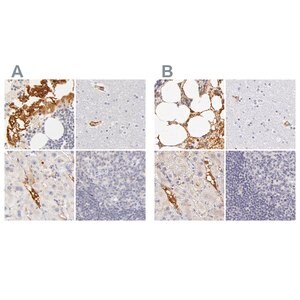 Merck Anti-AHSG antibody produced in rabbit