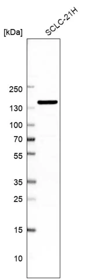 Merck Anti-AKAP1 antibody produced in rabbit