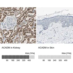 Merck Anti-ACADM antibody produced in rabbit