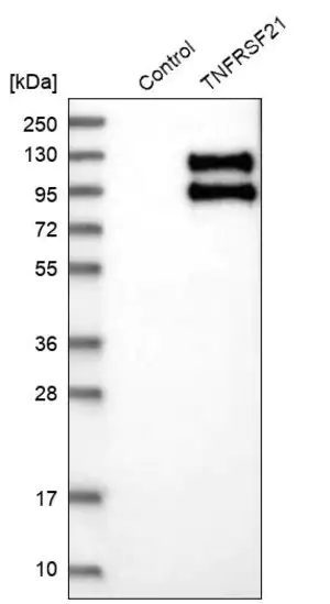 Merck Anti-TNFRSF21 antibody produced in rabbit