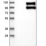 Merck Anti-TNFRSF21 antibody produced in rabbit