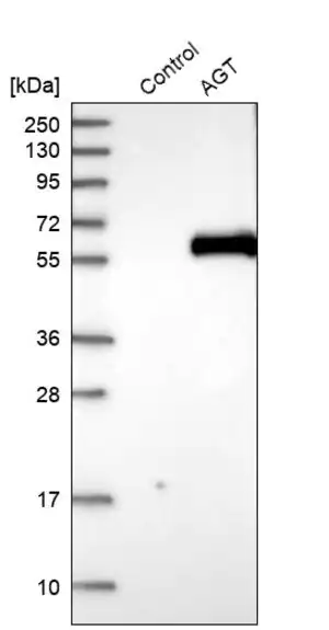 Merck Anti-AGT antibody produced in rabbit