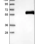 Merck Anti-AGT antibody produced in rabbit