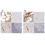 Merck Anti-AHSG antibody produced in rabbit