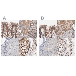 Merck Anti-AFG3L2 antibody produced in rabbit
