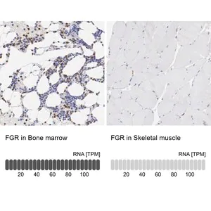 Merck Anti-FGR antibody produced in rabbit