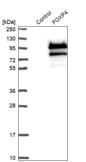 Merck Anti-FOXP4 antibody produced in rabbit