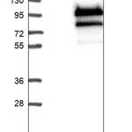 Merck Anti-FOXP4 antibody produced in rabbit