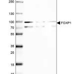 Merck Anti-FOXP1 antibody produced in rabbit