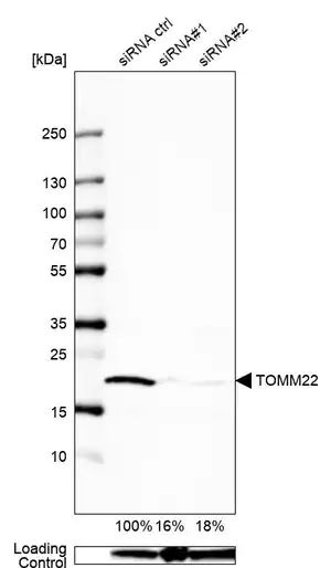 Merck Anti-TOMM22 antibody produced in rabbit