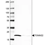 Merck Anti-TOMM22 antibody produced in rabbit
