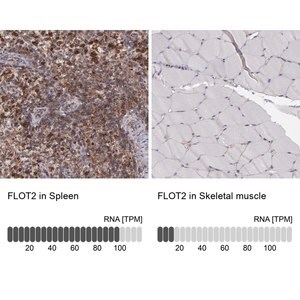 Merck Anti-FLOT2 antibody produced in rabbit