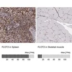 Merck Anti-FLOT2 antibody produced in rabbit