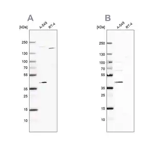 Merck Anti-GALK1 antibody produced in rabbit