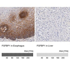 Merck Anti-FGFBP1 antibody produced in rabbit