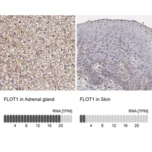 Merck Anti-FLOT1 antibody produced in rabbit