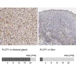 Merck Anti-FLOT1 antibody produced in rabbit