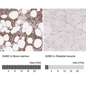 Merck Anti-GAB2 antibody produced in rabbit