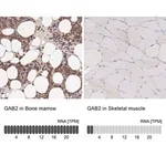 Merck Anti-GAB2 antibody produced in rabbit