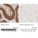 Merck Anti-G6PD antibody produced in rabbit
