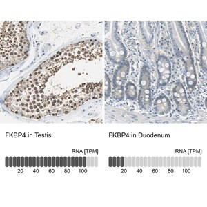 Merck Anti-FKBP4 antibody produced in rabbit
