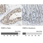 Merck Anti-FKBP4 antibody produced in rabbit