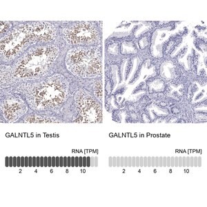 Merck Anti-GALNTL5 antibody produced in rabbit