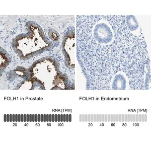 Merck Anti-FOLH1 antibody produced in rabbit