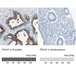 Merck Anti-FOLH1 antibody produced in rabbit