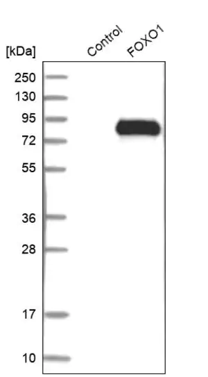 Merck Anti-FOXO1 antibody produced in rabbit