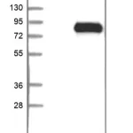 Merck Anti-FOXO1 antibody produced in rabbit