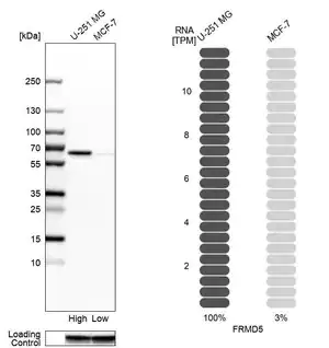 Merck Anti-FRMD5 antibody produced in rabbit