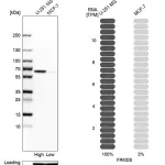 Merck Anti-FRMD5 antibody produced in rabbit