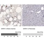 Merck Anti-GATA1 antibody produced in rabbit