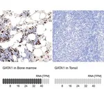 Merck Anti-GATA1 antibody produced in rabbit