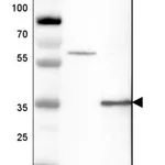 Merck Anti-GATAD1 antibody produced in rabbit