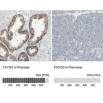 Merck Anti-FXYD3 antibody produced in rabbit