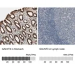 Merck Anti-GALNT3 antibody produced in rabbit