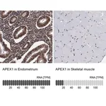 Merck Anti-APEX1 antibody produced in rabbit