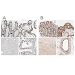 Merck Anti-GATAD2A antibody produced in rabbit