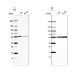 Merck Anti-GC antibody produced in rabbit