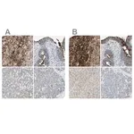 Merck Anti-ALPL antibody produced in rabbit